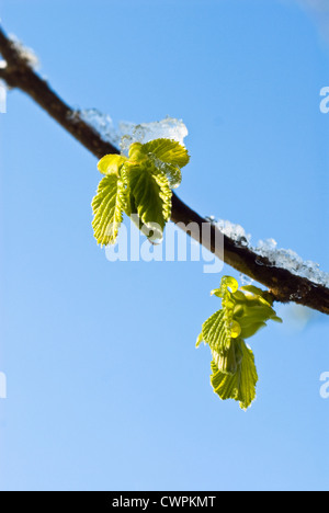 Corylus Avellana, Hazel, Cob-Nuss Stockfoto