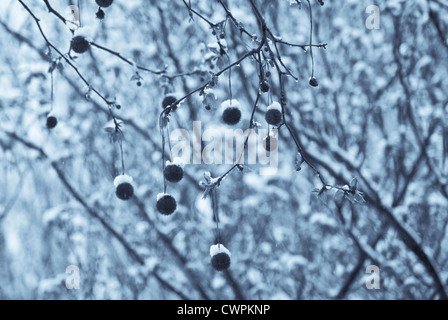 Platanus Acerifolia, Ahornblättrige Platane Stockfoto