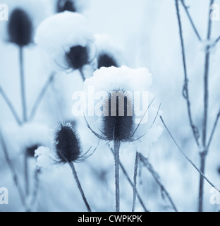 Dipsacus Fullonum, Karde Stockfoto