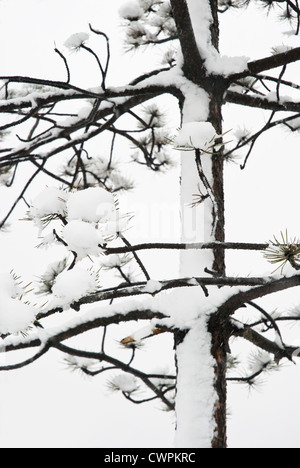 Pinus, Abies, Picea, Kiefer, Tanne, Fichte, Stockfoto