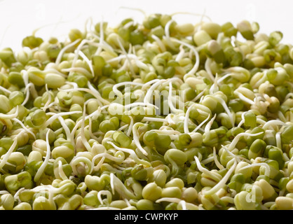 Vigna Radiata, mungobohne bean Stockfoto