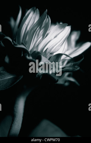 Helianthus Annuus, Sonnenblume Stockfoto