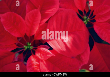 Euphorbia Pulcherrima, Weihnachtsstern Stockfoto
