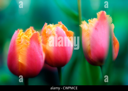 Tulipa Tulpe Stockfoto