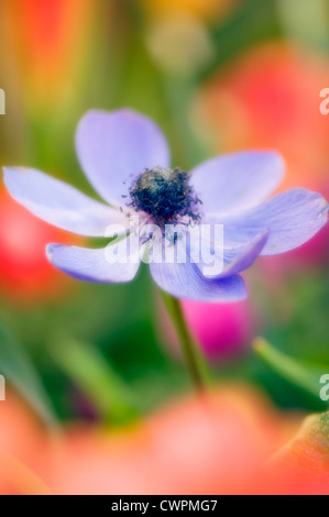 Anemone Coronaria, Anemone Stockfoto