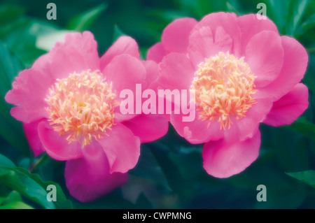 Paeonia Lactiflora, Pfingstrose Stockfoto