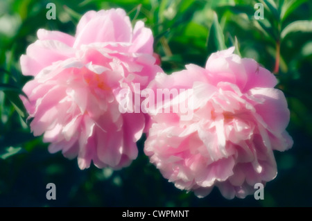 Paeonia Lactiflora 'Sarah Bernhardt', Pfingstrose Stockfoto