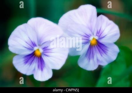 Viola Wittrockiana, Stiefmütterchen, zwei lila und weißen Blumen im Hintergrund grün belaubten im Freien. Stockfoto