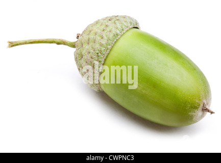 Eichel auf einem weißen Hintergrund. Stockfoto