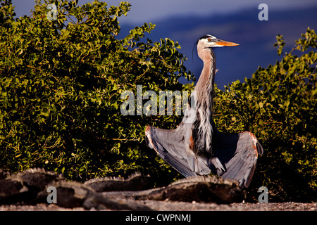 Graureiher Trocknung Flügel, Punta Espinozo, Fernandina Insel, Galapagos Stockfoto