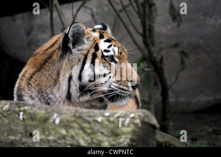 Tiger auf dem Boden liegend in der Nähe des Profils Stockfoto