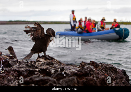 Reisegruppe, die Beobachtung der Vogelwelt, Galapagos Stockfoto