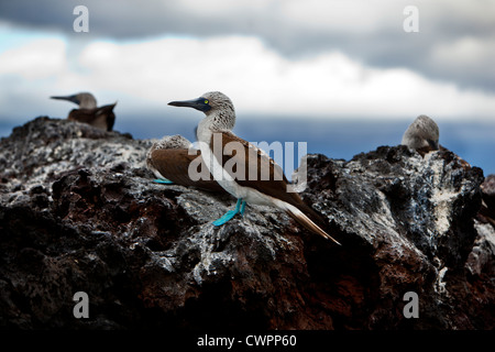 Blaufußtölpel auf einem Felsen in Elizabeth Bay, Isabela Insel, Galapagos Stockfoto