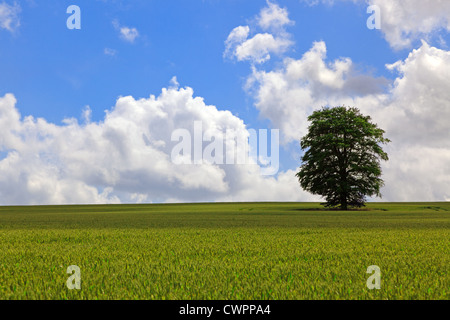 Ein einsamer Eiche stehend in einem Weizenfeld auf der South Downs-Hampshire an einem hellen sonnigen Tag Ende Juni. Stockfoto