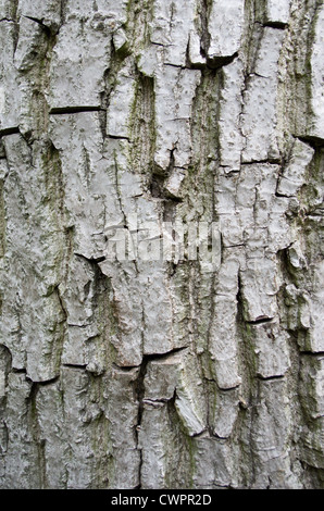 Rinde eines Walnussbaum, Juglans regia, Pazmand, Ungarn Stockfoto, Bild ...