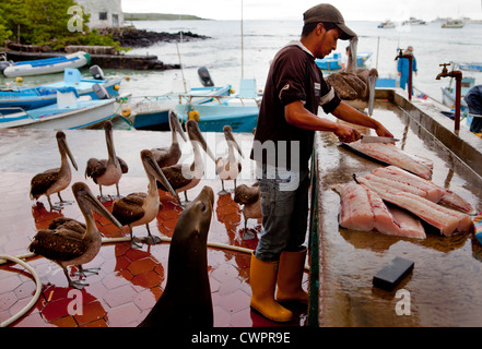 Pelikane und Seelöwen warten auf Fetzen, Santa Cruz, Galapagos Stockfoto