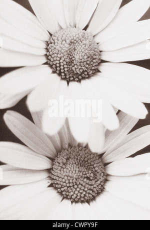 Gänseblümchen, Bellis, Nahaufnahme von schwarzen und weißen monochromes Bild von zwei Blumen. Stockfoto