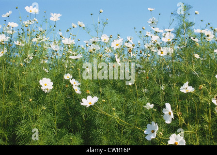 Cosmos Bipinnatus "Sonate weiß', Kosmos Stockfoto