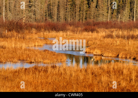 Feuchtgebiet, Wasserkanäle und Biber Teich in der Nähe von Thunder Bay, Ontario, Kanada Stockfoto