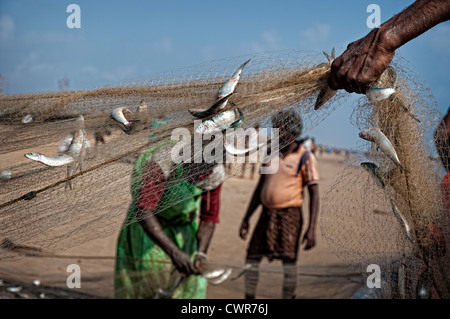 Berufsfischer Hand packte eine Angeln net voller Fische in Puri Strand. Orissa. Indien Stockfoto