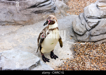 Humboldt-Pinguine im zoo Stockfoto