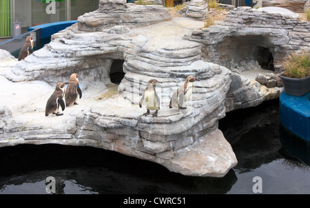 Humboldt-Pinguine im zoo Stockfoto