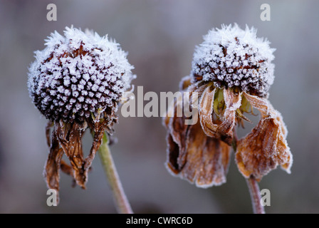 Echinacea, Sonnenhut, zwei braune Seedheads mit einer Beschichtung aus Frost. Stockfoto