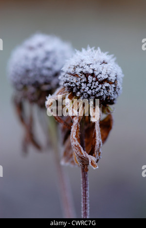 Echinacea, Sonnenhut Stockfoto