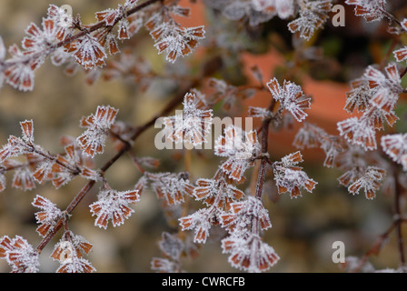 Melissa Officinalis, Melisse Stockfoto