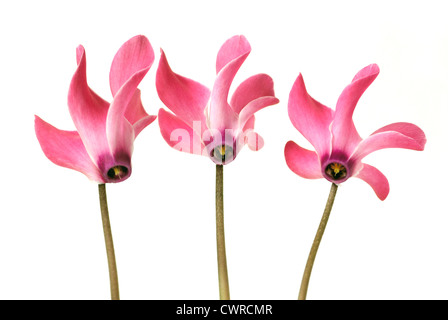 Alpenveilchen "Alpine Violet", Cyclamen Stockfoto