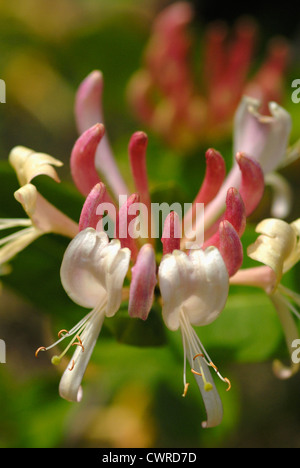 Lonicera "Der frühen Dutch", Geißblatt Stockfoto