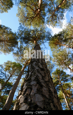 Pinus Sylvestris, Kiefer, Föhre Stockfoto