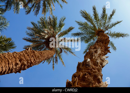 Gruppe von Dattelpalmen (Phoenix Dactylifera) gegen blauen Himmel in der Sahara Wüste von Marokko. Stockfoto