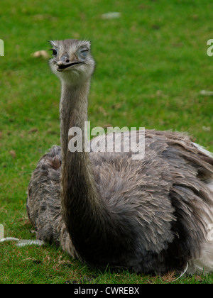 Rhea Zwinkern Stockfoto