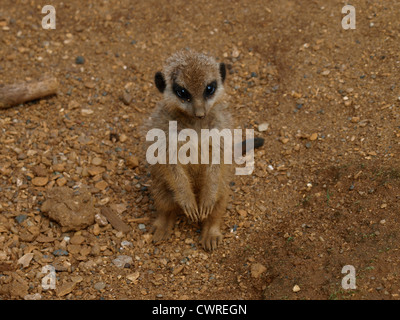 Baby Slender-Tailed Erdmännchen, Suricata suricata Stockfoto