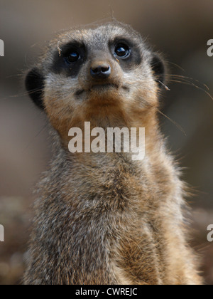 Slender-Tailed Erdmännchen Suricata suricata Stockfoto