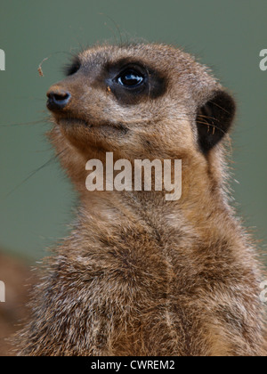 Slender-Tailed Erdmännchen Suricata suricata Stockfoto