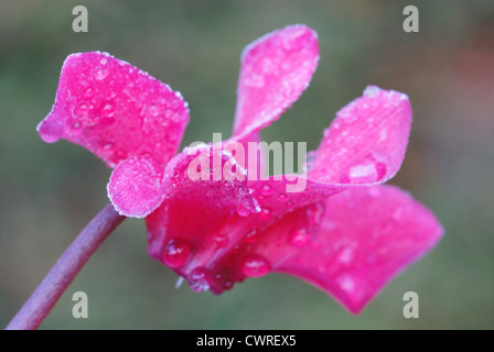 Alpenveilchen "Alpine Violet", Cyclamen Stockfoto