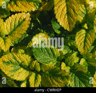 Melissa Officinalis, Melisse Stockfoto