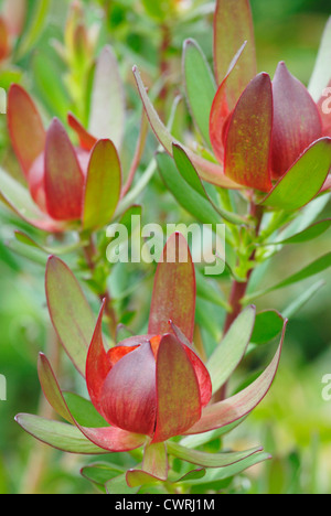 Leucadendron Protecea 'Safari Sunset', Protea Stockfoto