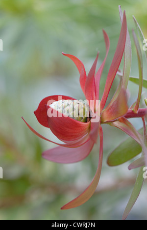 Leucadendron Protecea 'Safari Sunset', Protea Stockfoto