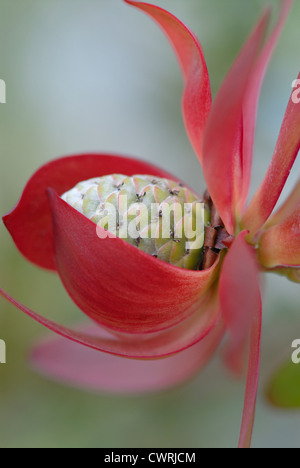 Leucadendron Protecea 'Safari Sunset', Protea Stockfoto