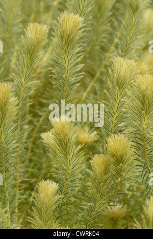 Phylica Pubescens, Featherhead Stockfoto