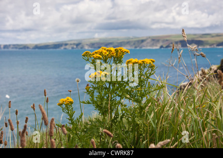 Wilde Disteln und andere wilde Blumen wachsen auf Klippen von Cornwall England UK. Stockfoto