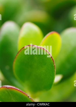 Crassula Ovata, Jade-Anlage, Efeutute Stockfoto