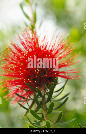 Zylinderputzer, Bottlebrush Stockfoto