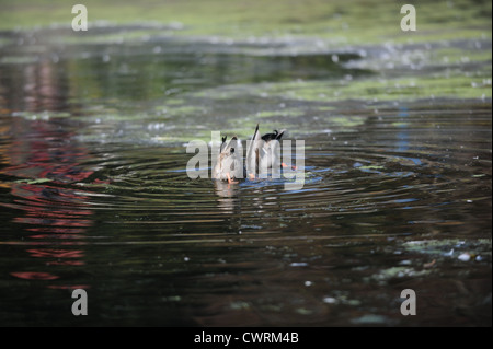 Brighton UK - die jungen Stockenten am Queens Park Pond in Brighton sind inzwischen gewachsen - Anas platyrhynchos Stockfoto