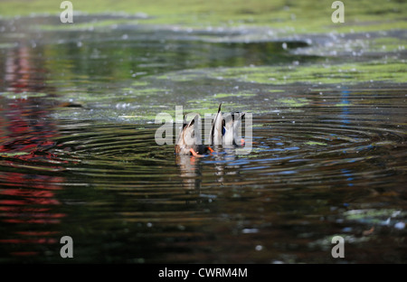 Brighton UK - die jungen Stockenten am Queens Park Pond in Brighton sind inzwischen gewachsen - Anas platyrhynchos Stockfoto