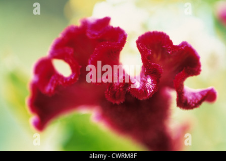 Celosia Argentea, Cocks Kamm Stockfoto