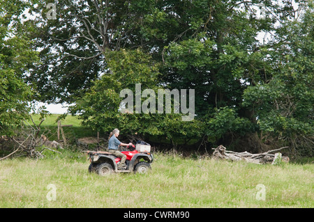 Hirte / Schäferin auf einem Quad-Bike, Vorbereitung, runden Schafe in einem Feld. UK Stockfoto